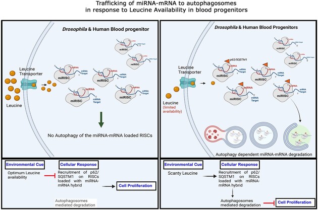 Graphical Abstract