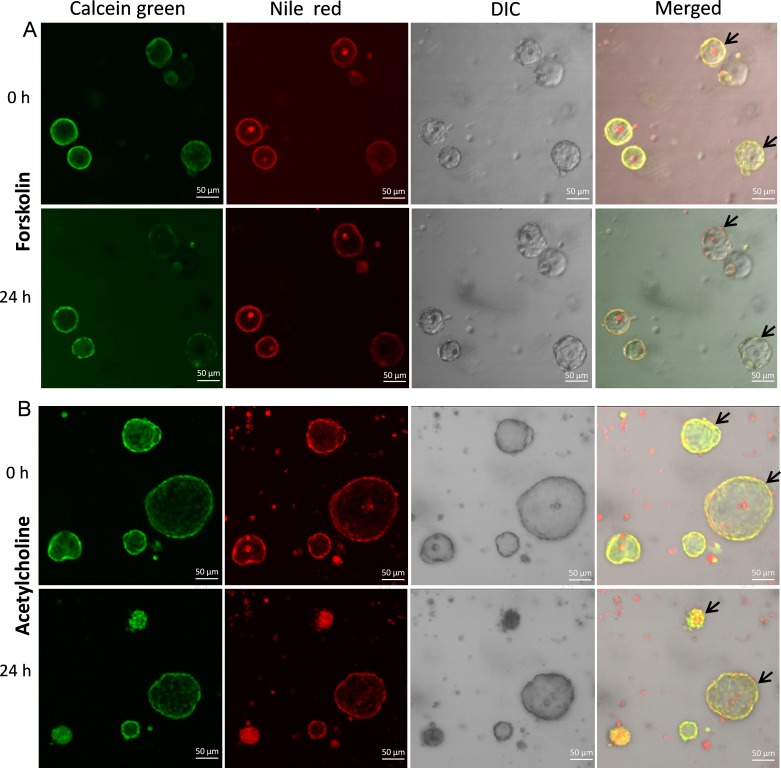 Figure 10