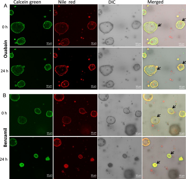 Figure 11