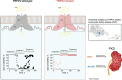 Graphical Abstract