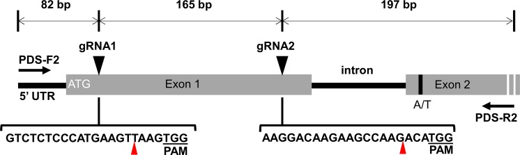 Fig. 1