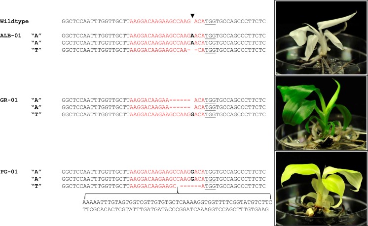 Fig. 2