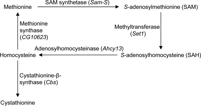 FIGURE 1.