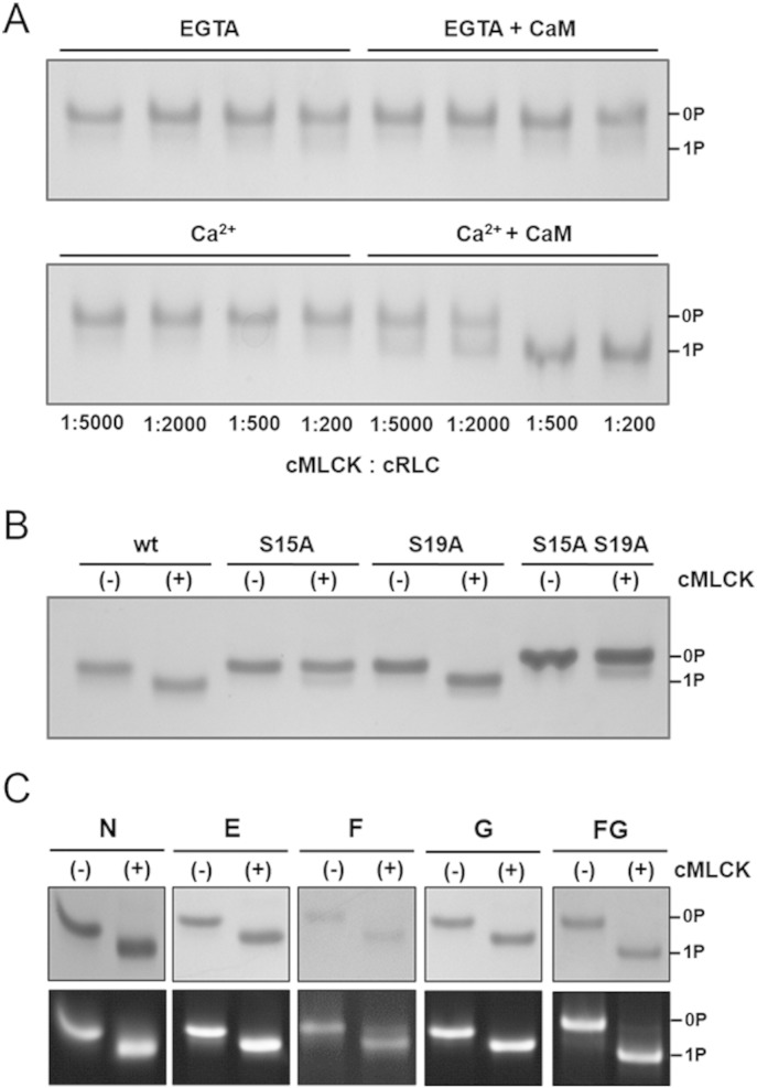 Fig. 2