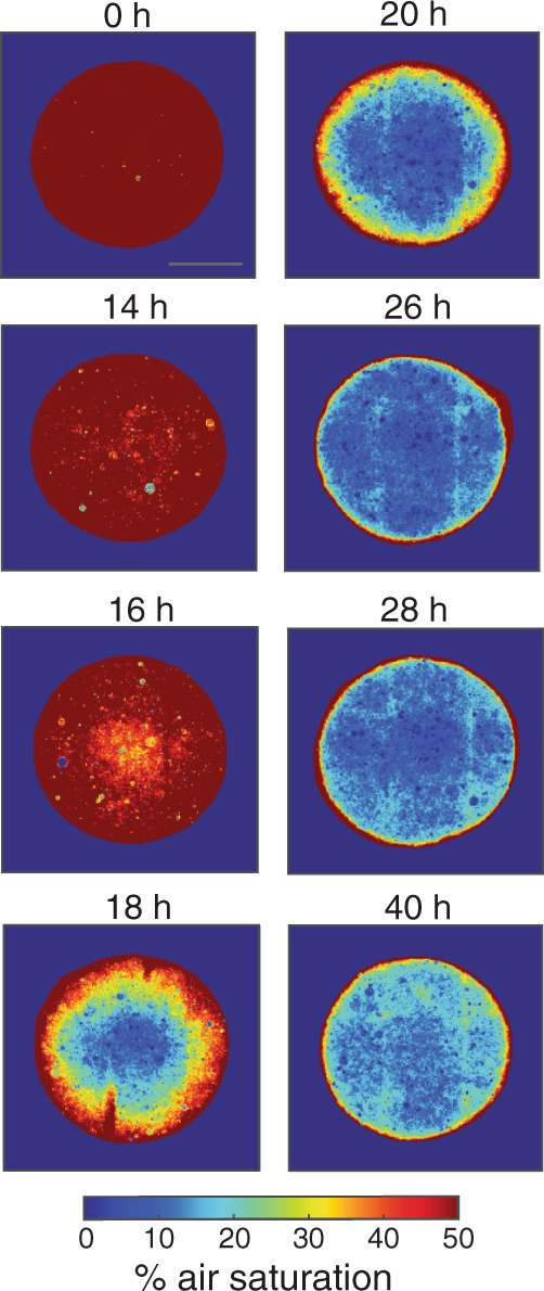 Fig. 4