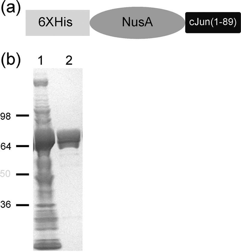 FIGURE 2.