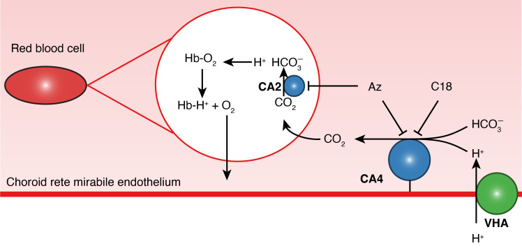 Figure 7.