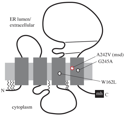 Fig. 1.