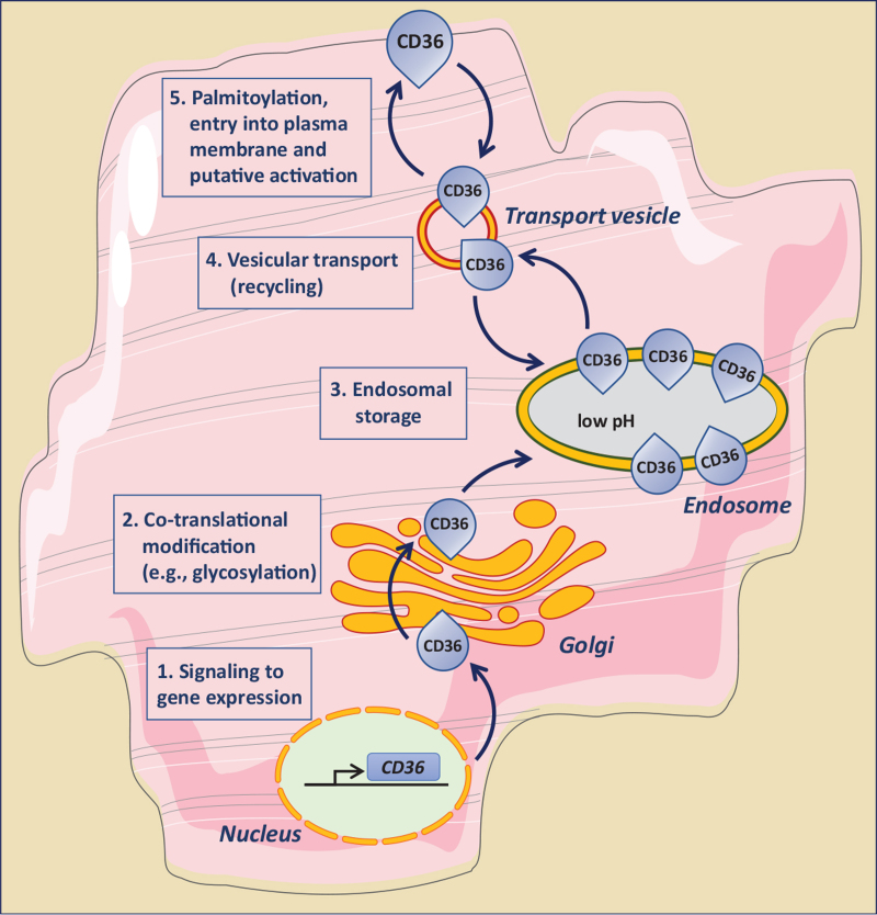 FIGURE 3