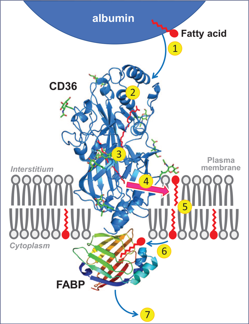 FIGURE 1