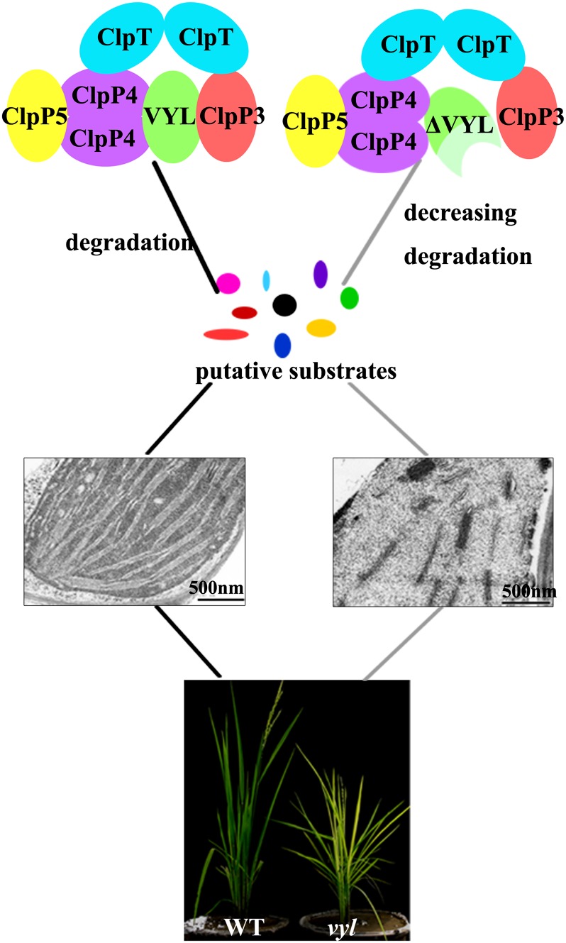 Figure 10.