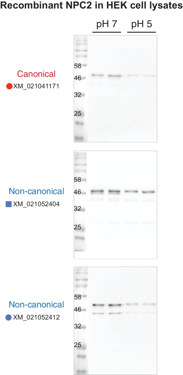 Figure 4—figure supplement 2.