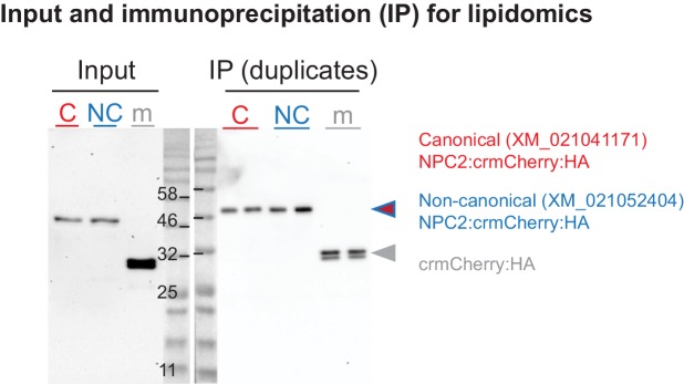 Figure 4—figure supplement 1.