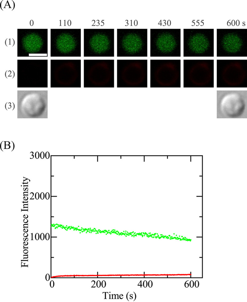 FIG 6