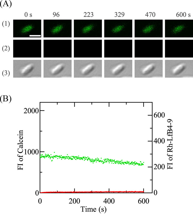 FIG 3