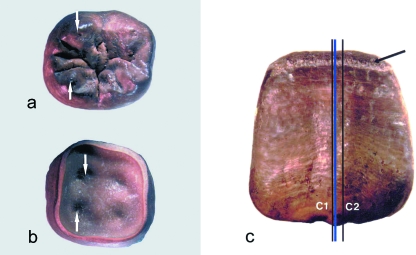 Fig. 1(a–c)