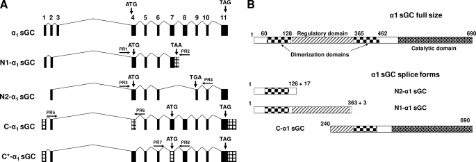 FIGURE 1.