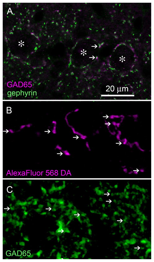 Fig. 9