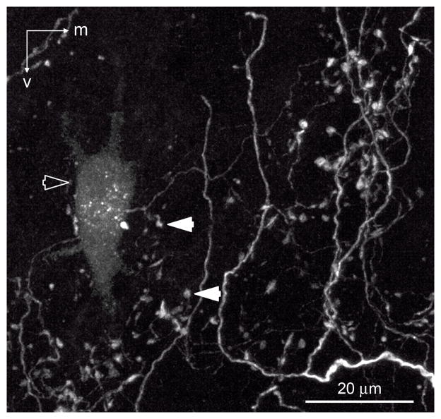 Fig. 7