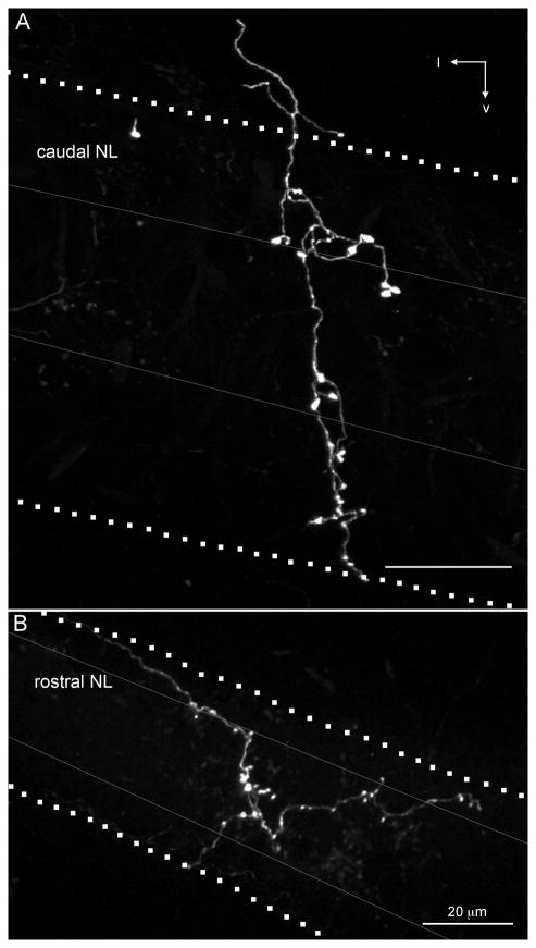 Fig. 10