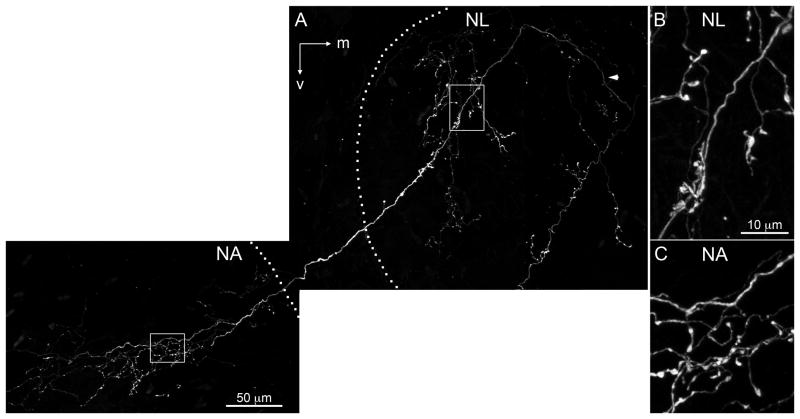 Fig. 11