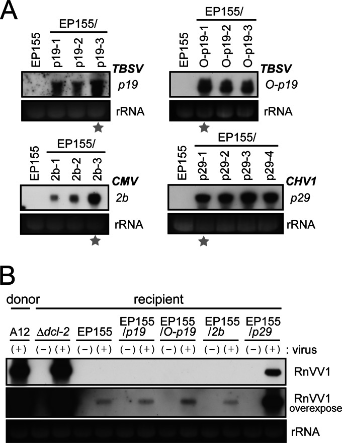 Fig 8