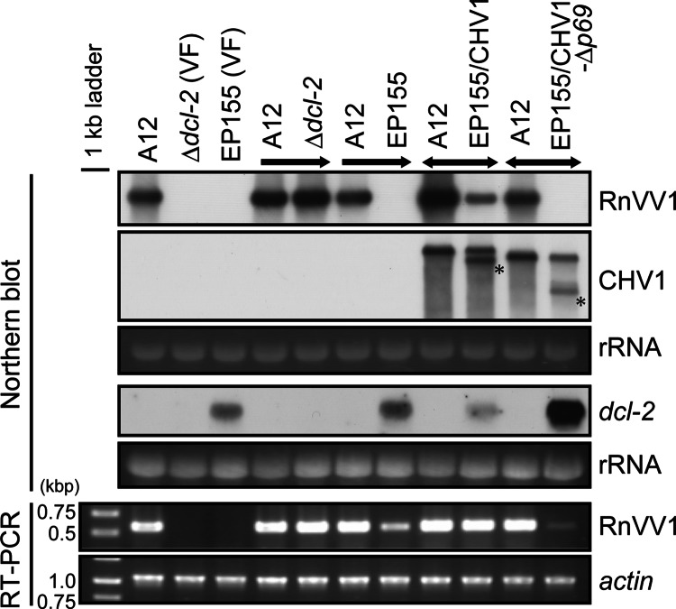 Fig 7