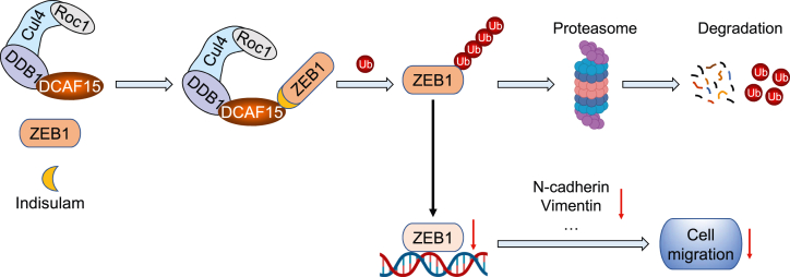 Figure 11