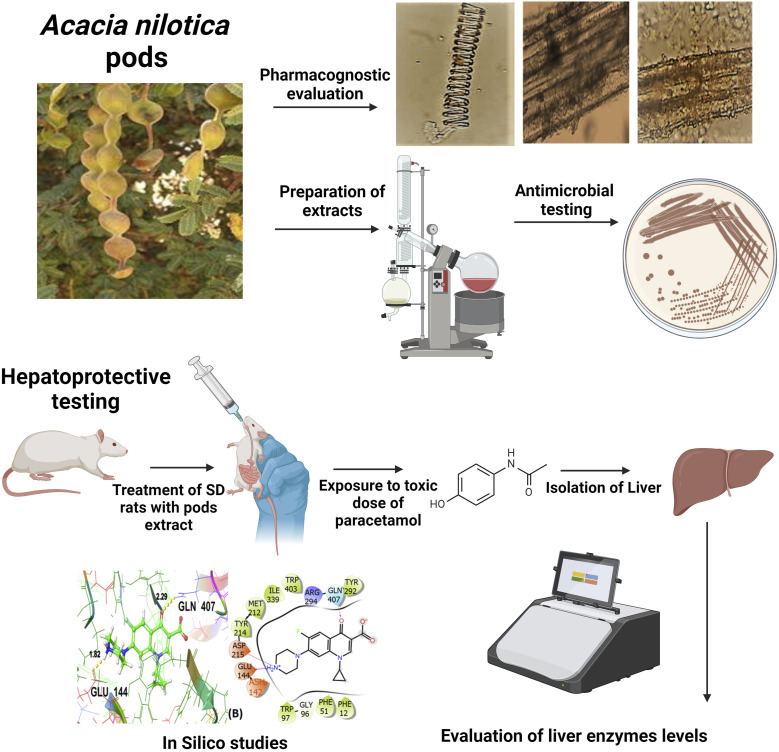 Graphical Abstract