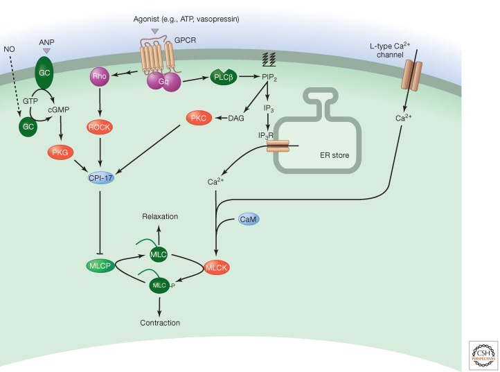 Figure 5.