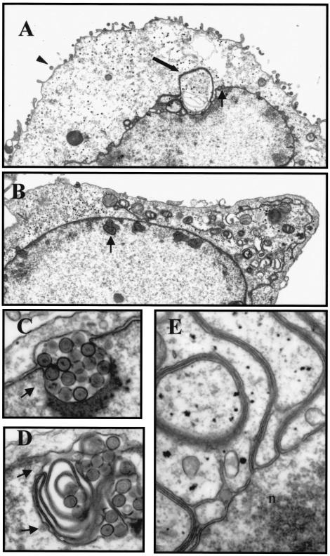 FIG. 8.