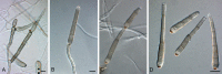 Fig. 99.