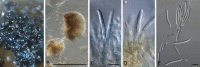 Fig. 43.