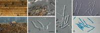Fig. 61.
