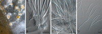 Fig. 105.