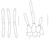 Fig. 60.