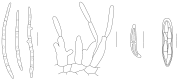 Fig. 27.