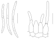 Fig. 19.