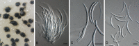 Fig. 103.