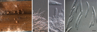 Fig. 58.