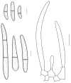 Fig. 12.