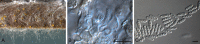 Fig. 97.