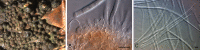 Fig. 9.