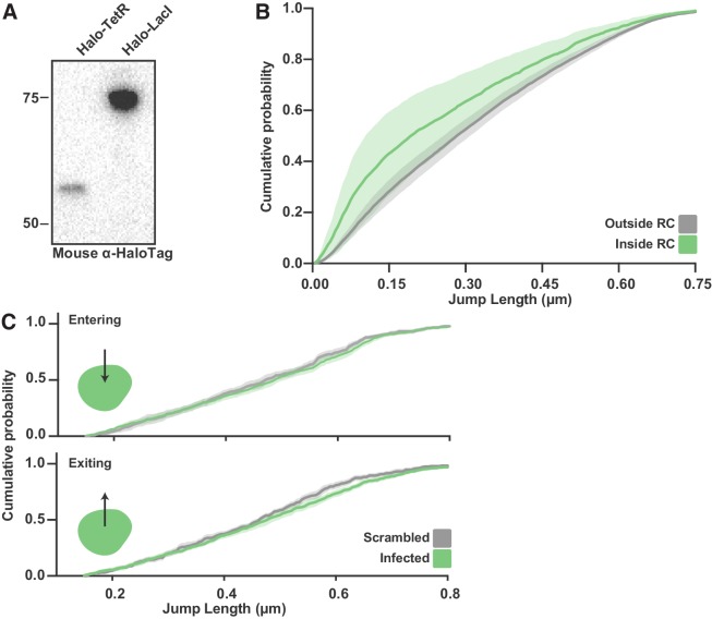 Figure 6—figure supplement 1.