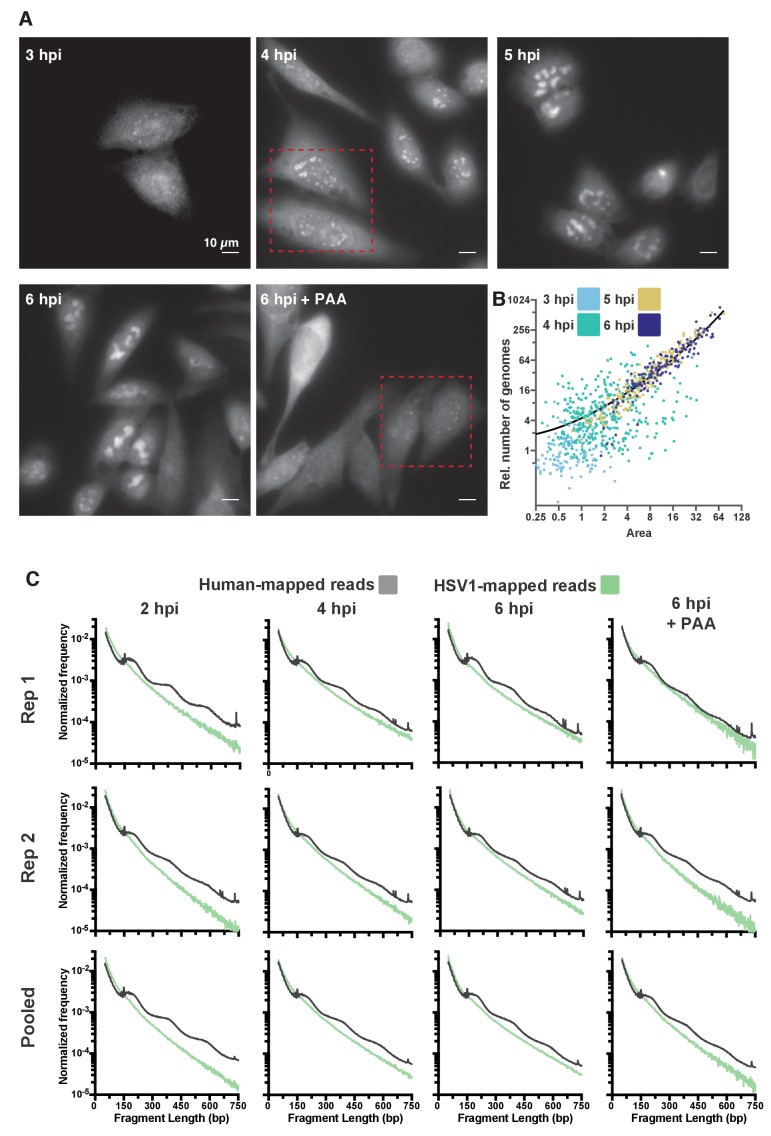 Figure 4—figure supplement 1.