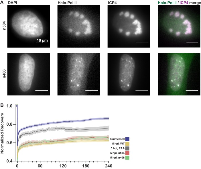 Figure 3—figure supplement 1.