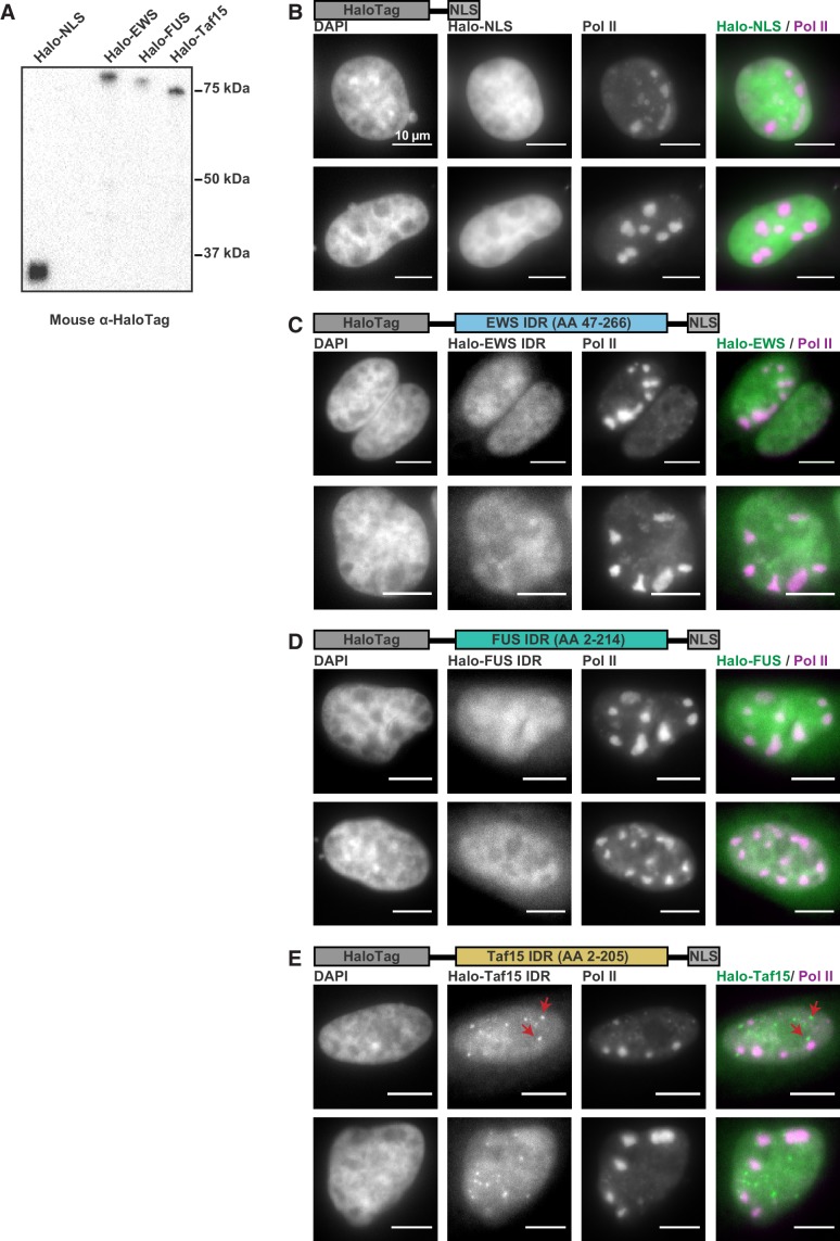 Figure 1—figure supplement 1.