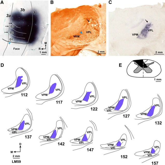 Figure 10.