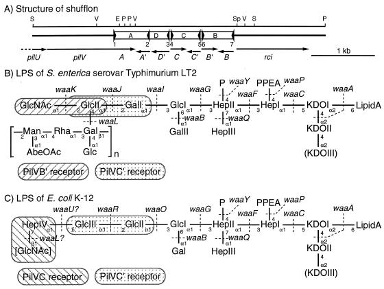 FIG. 1.