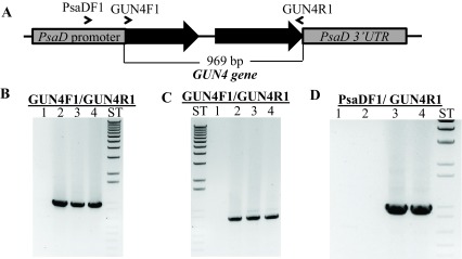 Figure 11. 